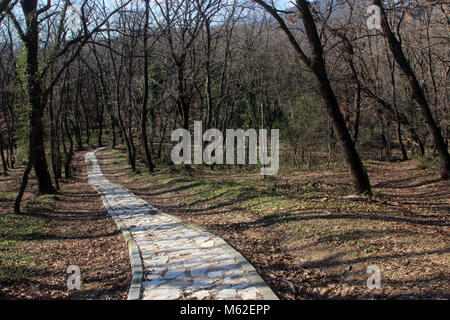 Chemin de pierre dans une forêt Banque D'Images