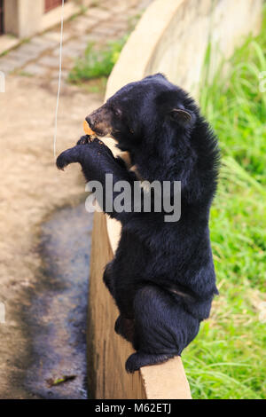 Libre grand ours noir est assis sur ses pattes arrière sur la barrière et les manger banane sur corde contre mur de pierre au zoo Banque D'Images