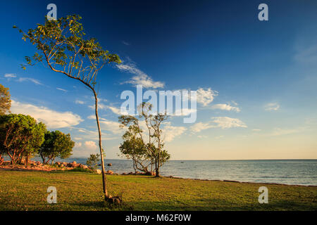 Seul lacy arbres tropicaux sur la pelouse de la plage du soleil par l'intermédiaire de succursales contre mer ciel nuages de longues ombres au coucher du soleil Banque D'Images