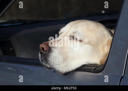 Vieux golden retriever le repos et à sortir d'une voiture ouverte fenêtre. Banque D'Images