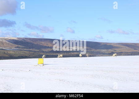 Tentative de moutons paître sur la gamme de conduite d'un couvert de neige dans le Lancashire, Royaume-Uni. Banque D'Images