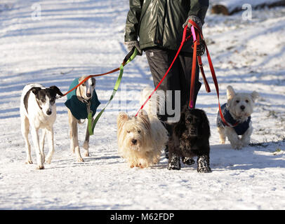 Des chiens a marché dans la neige sur Hampstead Heath, Londres, comme des conditions hivernales ont causé plus de misère pour les voyageurs de la nuit. Banque D'Images