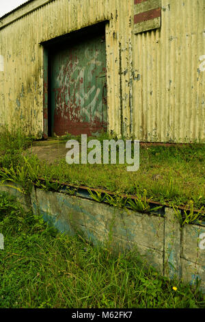 Dans la vieille porte de l'entrepôt avec l'abandon de la peinture jaune écaillée sur des murs en tôle ondulée et des plantes poussant sur la baie de charge Banque D'Images