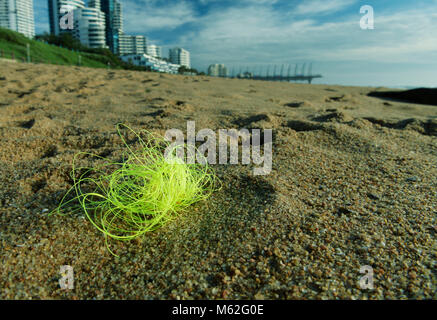 Durban, le KwaZulu-Natal, Afrique du Sud, la ligne de pêche en plastique fluorescent vert jeté, insouciante des pêcheurs, plage d'Umhlanga Rocks, la pollution en plastique Banque D'Images