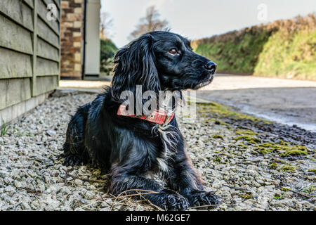 Un portrait d'un chien horizontale brusquement rendu pedigree Sprocker Spaniel noir couché avec obéissance à la dignité et d'alerte dans le soleil d'hiver. Banque D'Images