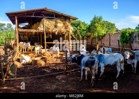Un petit troupeau de bovins est conservé dans un environnement stable dans un village proche de Shwe Umin Pindaya Cave Banque D'Images