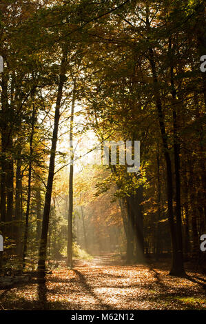 Forêt d'automne avec la lumière du soleil à travers un tunnel d'arbres à la forêt de Thetford (Angleterre) Banque D'Images