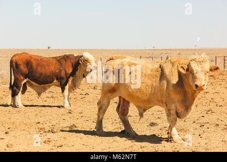 Couple de taureaux sur goujon brun domaine quelque part entre le Territoire du Nord et le Queensland, Australie Outback Banque D'Images