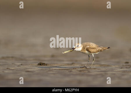 Le moindre sand Plover (Charadrius mongolus) avec les proies d'oiseaux sur la plage à Alibaug, Konkan, Maharashtra, Inde Banque D'Images