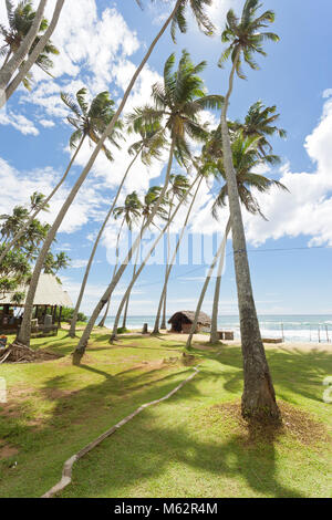 Koggala Beach, Sri Lanka, Asie - gigantesques palmiers sur un pré à Koggala Beach Banque D'Images
