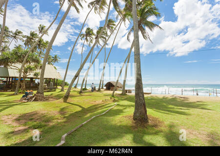 Koggala Beach, Sri Lanka, Asie - palmiers sur un pré à Koggala Beach Banque D'Images