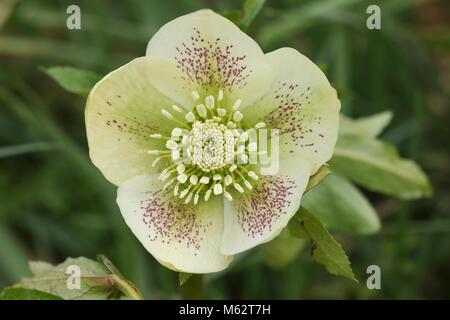 Une magnifique rose de Noël blanche Helleborus plante. Banque D'Images