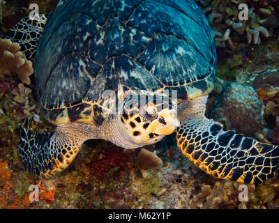 La tortue imbriquée, tortue, reposant sur les Banque D'Images