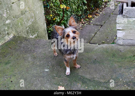 Chihuahua yorkshire terrier mixte et permanent à la recherche quelque chose sur marbre floue à l'extérieur de la chambre. Très mignon petit chien. Banque D'Images