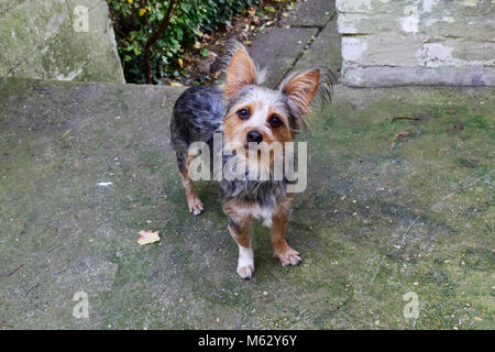 Chihuahua yorkshire terrier mixte et permanent à la recherche quelque chose sur marbre floue à l'extérieur de la chambre. Très mignon petit chien. Banque D'Images