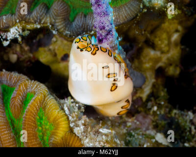 Flamingo Tongue sur mer pourpre de coraux colorés et de ventilateur. Banque D'Images