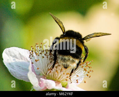 Bourdon sur une fleur Banque D'Images