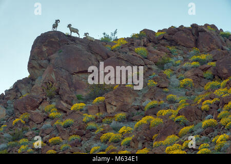 Mouflons, Canyon Glorietta, Anza-Borrego Desert State Park, Californie Banque D'Images