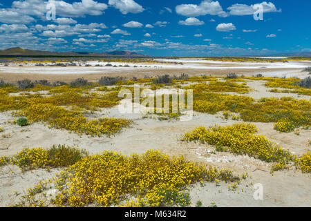 Conseils Tidy, Goldfields, Soda Lake, Carrizo Plain National Monument (Californie) Banque D'Images