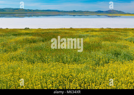 Fiddlenecks Monolopia, soude, Lac, Carizzo Plain National Monument, San Luis Obispo County, Californie Banque D'Images