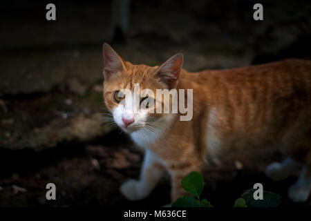 Tabbt gingembre Cat Looking at Camera Banque D'Images