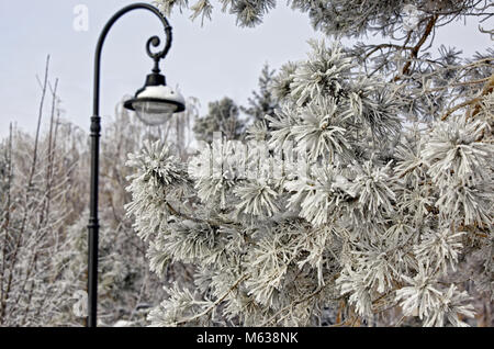 Snowy street lamp sur une claire journée d'hiver. Vintage style. Focs sur la branche de pin recouvert de givre épais crée un sentiment de Noël, un hiver froid Banque D'Images