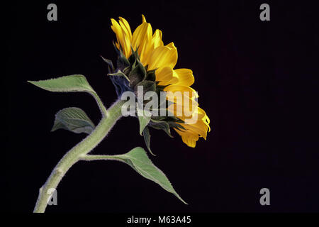 Portrait d'une tige de tournesol isolés contre un fond noir Banque D'Images