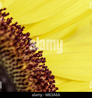 Close up d'une partie d'un tournesol montrant le contraste entre les pétales jaunes et les fleurs plus dur au milieu. Banque D'Images