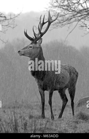 Stag Banque D'Images