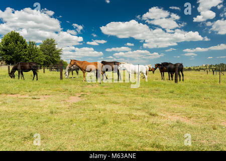 Petit troupeau de chevaux paissant dans un domaine rural derrière une clôture Banque D'Images