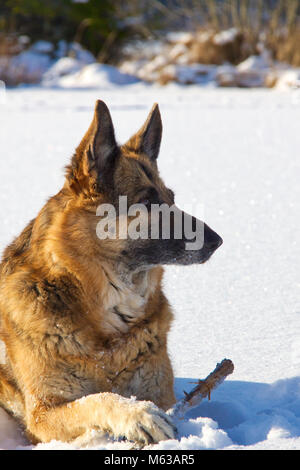 Berger Allemand posant dans la neige avec un bâton. Banque D'Images
