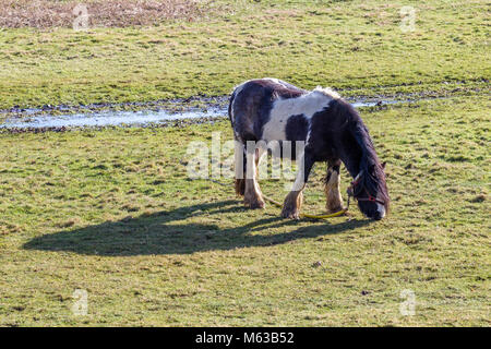 Gypsy horse attaché le pâturage sur les plaines d'inondation de la rivière Nene, Northampton. R.-U. Banque D'Images