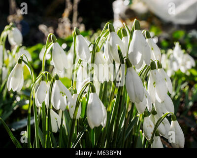 Perce-neige (Galanthus nivalis) croissant dans un jardin boisé. Banque D'Images