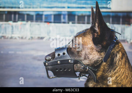 Un portrait d'un chien de race Berger Belge Malinois avec un moule en cuir pour la sécurité gardiennage Banque D'Images