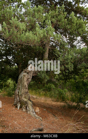 Gros tronc noueux bobinage avec Juniper green tree. Banque D'Images