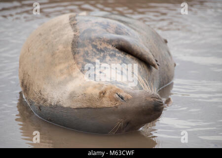 Donna Nook, Lincolnshire, ANGLETERRE - 15 novembre : un preganant joint gris se trouve dans les eaux peu profondes de l'eau. Sceller la mère dans le travail le 15 novembre 2016 à Donna Nook Banque D'Images