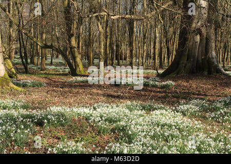 Bois de hêtre recouvert de perce-neige en février à Welford Park, Berkshire, Royaume-Uni Banque D'Images