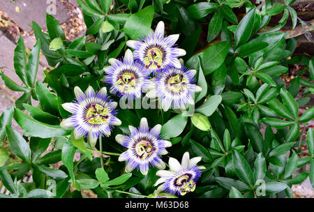 Fleur de printemps de la passion passiflora caerulea, blanc ou bleu et vert de la chlorophylle des feuilles, fleurs de soleil, le beau temps au printemps. Banque D'Images