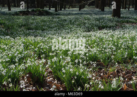 Bois de hêtre recouvert de perce-neige en février à Welford Park, Berkshire, Royaume-Uni Banque D'Images