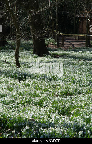 Bois de hêtre recouvert de perce-neige en février à Welford Park, Berkshire, Royaume-Uni Banque D'Images