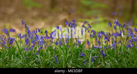 Bluebells de plus en forêt ouverte. Banque D'Images