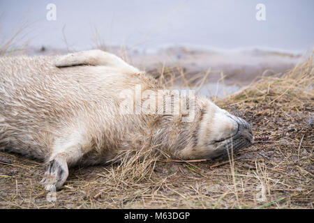 Donna Nook, Lincolnshire, ANGLETERRE - 15 novembre : fluffy mignon bébé nouveau-né bébé phoque gris se trouve à l'envers sur l'estran le 15 nov 2016 à Donna Nook Seal Santu Banque D'Images