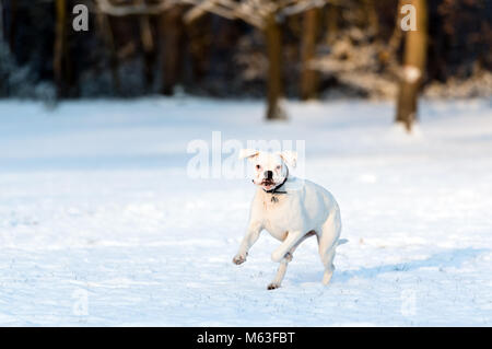 Londres, Royaume-Uni. 28 Février, 2018. Météo France : Les chiens de jouer après la nuit lourde neige sur Wandsworth Common, London, UK. Ashley:crédit Western/Alamy Live News Banque D'Images