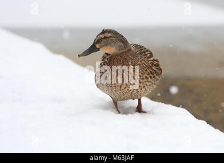 Londres, Royaume-Uni. 28 Février, 2018. Météo France : Canard colvert femelle sur la glace d'un Regent's Canal près de Kings Cross, au nord de Londres, UK Crédit : Monica Wells/Alamy Live News Banque D'Images