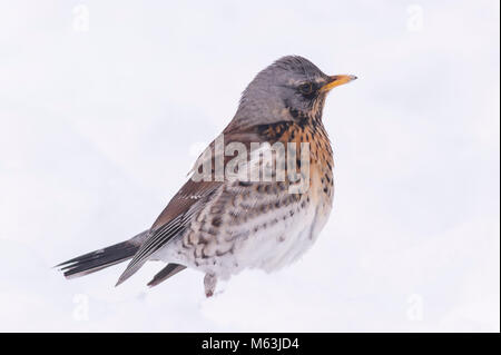 La Norfolk , Angleterre , Royaume-Uni. 28 février 2018. Un f (Turdus Fieldfare) alimentation dans des conditions de gel dans un jardin de Norfolk. Crédit : Tim Oram/Alamy Live News Banque D'Images