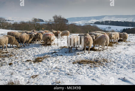 L'écaillage, Preston, Lancashire, Royaume-Uni. 28 Février, 2018. Terres enneigées, à l'effritement, Preston, Lancashire. Crédit : John Eveson/Alamy Live News Banque D'Images