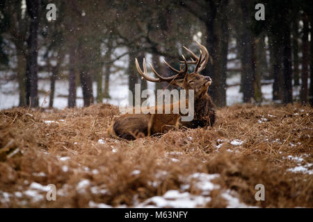 Londres, Royaume-Uni. 28 Février, 2018. Red Deer stag vu dans Richmond Park, avec la neige qui tombe Photo : Martin Griffett/Alamy Live News Banque D'Images