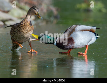 Bath, Somerset. Feb 27, 2018. Météo France : canards sur un étang gelé, Bath, Somerset Le mardi 27 février 2018 comme le froid et la neige attaquer le Royaume-Uni. N'oubliez pas de nourrir les oiseaux sauvages et les canards au cours de l'hiver PHOTO:PAUL GILLIS / paulgillisphoto.com Crédit : Paul Gillis/Alamy Live News Banque D'Images