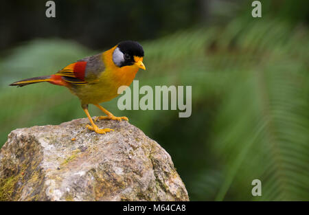 Silver-eared Leiothrix argentauris mesia -tabanensis Banque D'Images