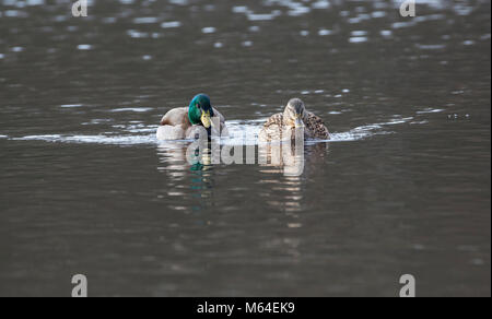 Paire de canards colverts (Anas platyrhynchos) au début de la saison de reproduction Banque D'Images